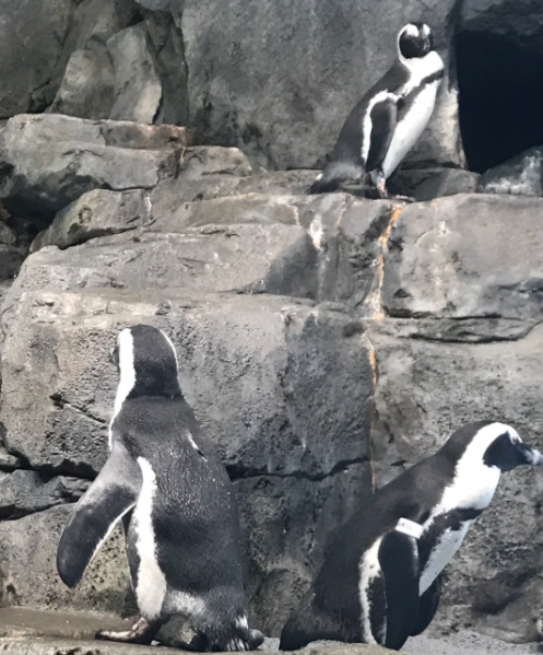 A group of penguins in Monterey Bay Aquarium in California.